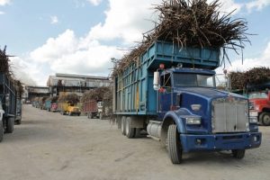 Nicolás Bravo tiene potencial en el sector agropecuario.