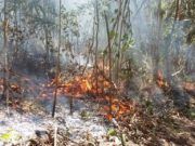 SEDENA Y CONAFOR COMBATEN INCENDIOS FORESTALES EN OPB Y LÁZARO CÁRDENAS