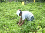 ELIMINAN A CAMPESINOS «CACHIRULES» DEL PADRÓN DE APOYOS AL AGRO
