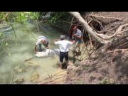 HALLAN DELFÍN MUERTO EN LA BAHÍA DE CHETUMAL