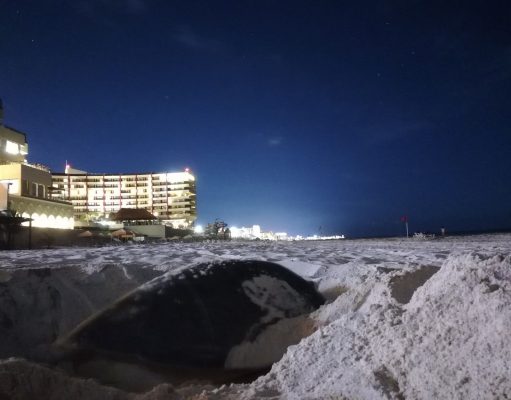 Crónica | Las noches son de las tortugas