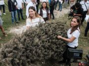 BJ | Arranca Mara Lezama campaña de acopio de árboles navideños; habrá 26 puntos en el municipio