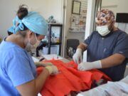 IM | El gobierno de Isla Mujeres invita a utilizar el servicio permanente de esterilización de mascotas gratuita