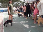 Cozumel | Comienza campaña masiva de esterilización 2020 canina en la isla con 35 especialistas