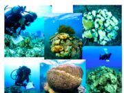 Tulum | Estudio confirma que la mitad de corales en Akumal tienen síndrome blanco
