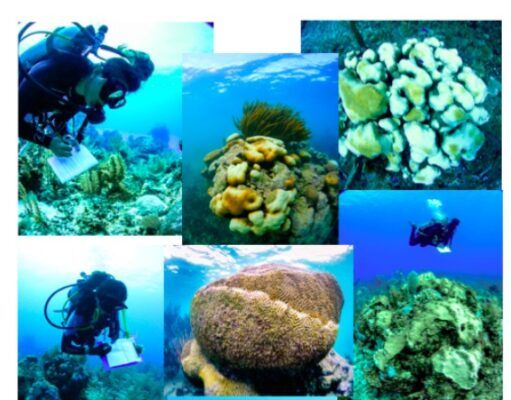 Tulum | Estudio confirma que la mitad de corales en Akumal tienen síndrome blanco