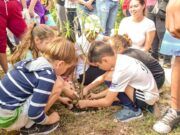 BJ | Reforestarán 3 mil metros del Parque Kabah con árboles nativos