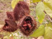 JMM | Por “coyotes” regatean a los agricultores se devalúa el precio del achiote en la región