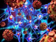 Nuestro sistema de inmunidad juega un papel importante en la batalla contra el coronavirus