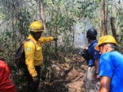 Solidaridad | Incendio consume 30 hectáreas de selva en Uxuxubi