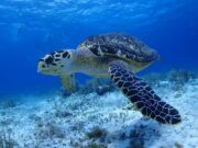 Cozumel | Se adelanta temporada de anidación de tortugas; ya están en las playas de la isla
