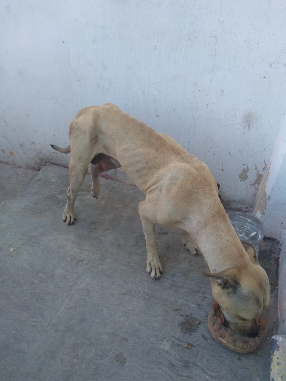 Mascota abandonada2