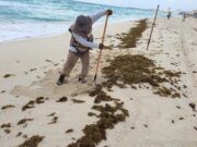 BJ | Utiliza Zofemat a 300 trabajadores de “Empleo Temporal” para limpiar las playas de Cancún