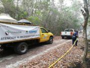 Combaten 12 incendios forestales en Quintana Roo; más de 8 mil hectáreas en siniestro: Protección Civil