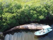 Recala ballena barbada de 18 metros en costas de Belice