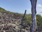 Investiga Fiscalía presuntos delitos ambientales en Mahahual