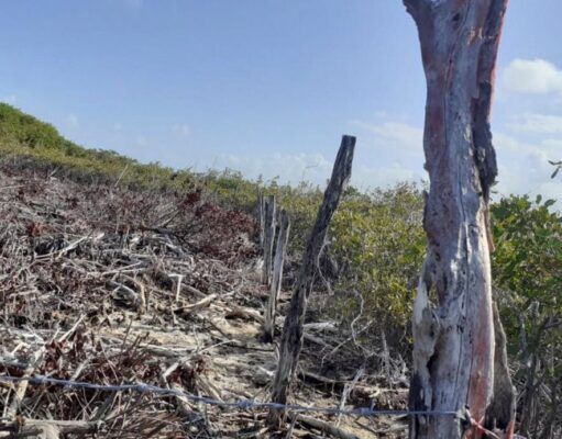 Investiga Fiscalía presuntos delitos ambientales en Mahahual