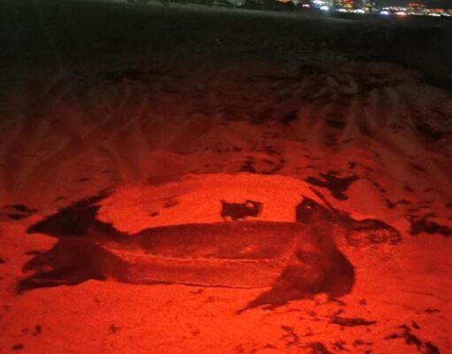Ecología | Protegen en Cancún 4 mil huevos de tortugas marinas; hoy se conmemora el día internacional de esta especie