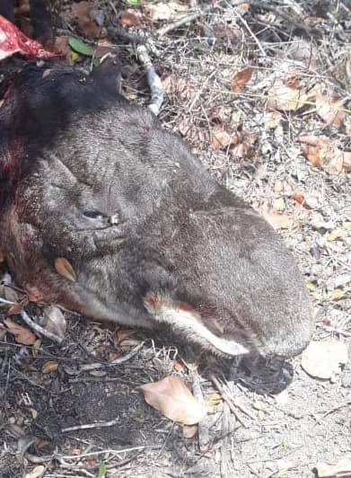 Incendios tapir