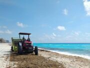 Comienza a repuntar el recale de sargazo en las playas de Cancún