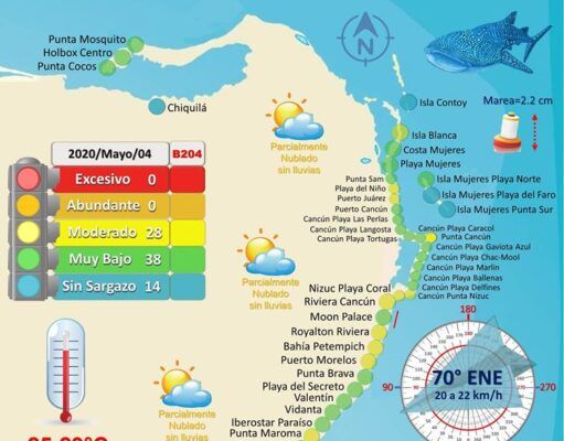 Presencia moderada y baja de sargazo en playas del norte de QRoo