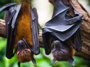 Ciencia | El Covid-19 es de origen animal y no fue creado en un laboratorio: Departamento de Enfermedades Emergentes de la OMS