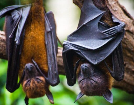 Ciencia | El Covid-19 es de origen animal y no fue creado en un laboratorio: Departamento de Enfermedades Emergentes de la OMS