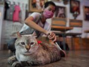 Mascotas, ¿cómo tener cuidado e higiene con ellos y sus cosas?