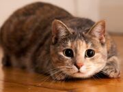 Ciencia | Los felinos son un grupo de animales susceptibles al Covid-19: OMS