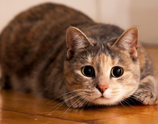 Ciencia | Los felinos son un grupo de animales susceptibles al Covid-19: OMS