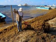 Exhorta WWF al gobierno mexicano a regular recoja y aprovechamiento de sargazo