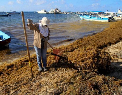 Exhorta WWF al gobierno mexicano a regular recoja y aprovechamiento de sargazo