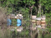 Estiman apicultores de la Península daños de hasta 30 millones de pesos por desastres naturales