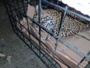 OPB | Rescatan a jaguar atropellado; se encuentra fuera de peligro