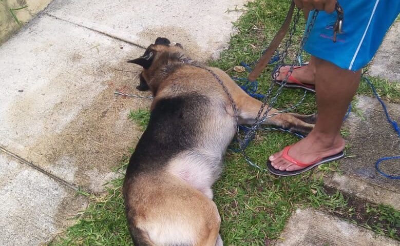 2020-06-25 Perro Asesinado 1