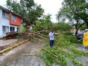 BJ | Cristobal en Cancún: Al menos 21 árboles caídos, varios espectaculares y lonas volteados, 32 fallas en semáforos y cables de luz rotos