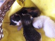 BJ | Incrementó el número de mascotas que son abandonadas en las calles de Cancún durante pandemia