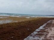 Sargazo invade las playas de la Riviera maya y principalmente en el municipio de Tulum