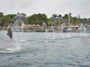 Aclara delfinario situación de estanque en Puerto Aventuras; denuncian presunta difamación