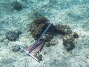 Cozumel | Dañan corales en trabajos de cuarto muelle para cruceros, denuncian ambientalistas