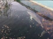 Delfines y leones marinos viven en medio de heces fecales, denuncian ambientalistas