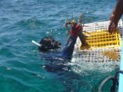 Inicio de temporada de pesca en Punta Herrero beneficiará a 19 cooperativas de Quintana Roo.