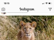 Jaguar Negro | Leones contra hienas, la metáfora del pleito entre Morena y el Verde