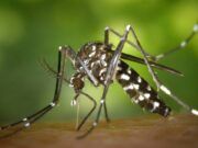 ¿Qué es el Covidengue? Cancunense que lo padeció lo explica