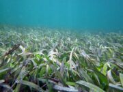 Gracias a las algas coralinas no han desaparecido hectáreas de pastos marinos: UNAM