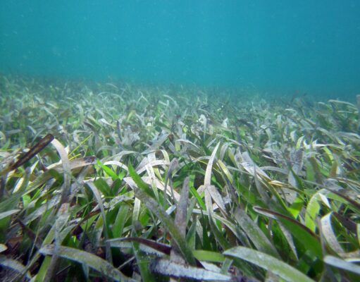 Gracias a las algas coralinas no han desaparecido hectáreas de pastos marinos: UNAM