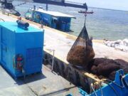 Se han recolectado 13 mil 829 toneladas de sargazo en altamar y en playas de siete municipios: SEMAR