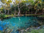 Con Ordenamiento Ecológico Local, QRoo se compromete a la reducción de la deforestación y la degradación de los bosques
