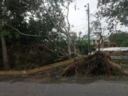 Dejó huracán «Delta» cientos de árboles caídos; 600 toneladas de desechos e infraestructura devastada