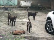 Denuncian activistas abandono de perros en Cancún; exigen protocolos de acción inmediata